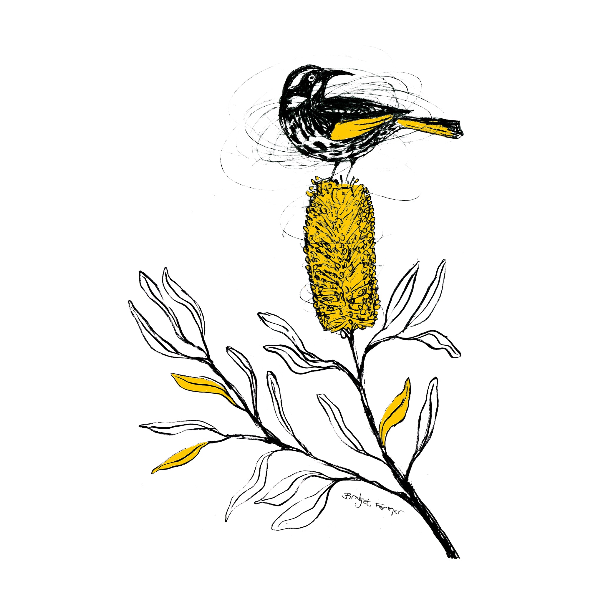 New Holland Honeyeater Jumper