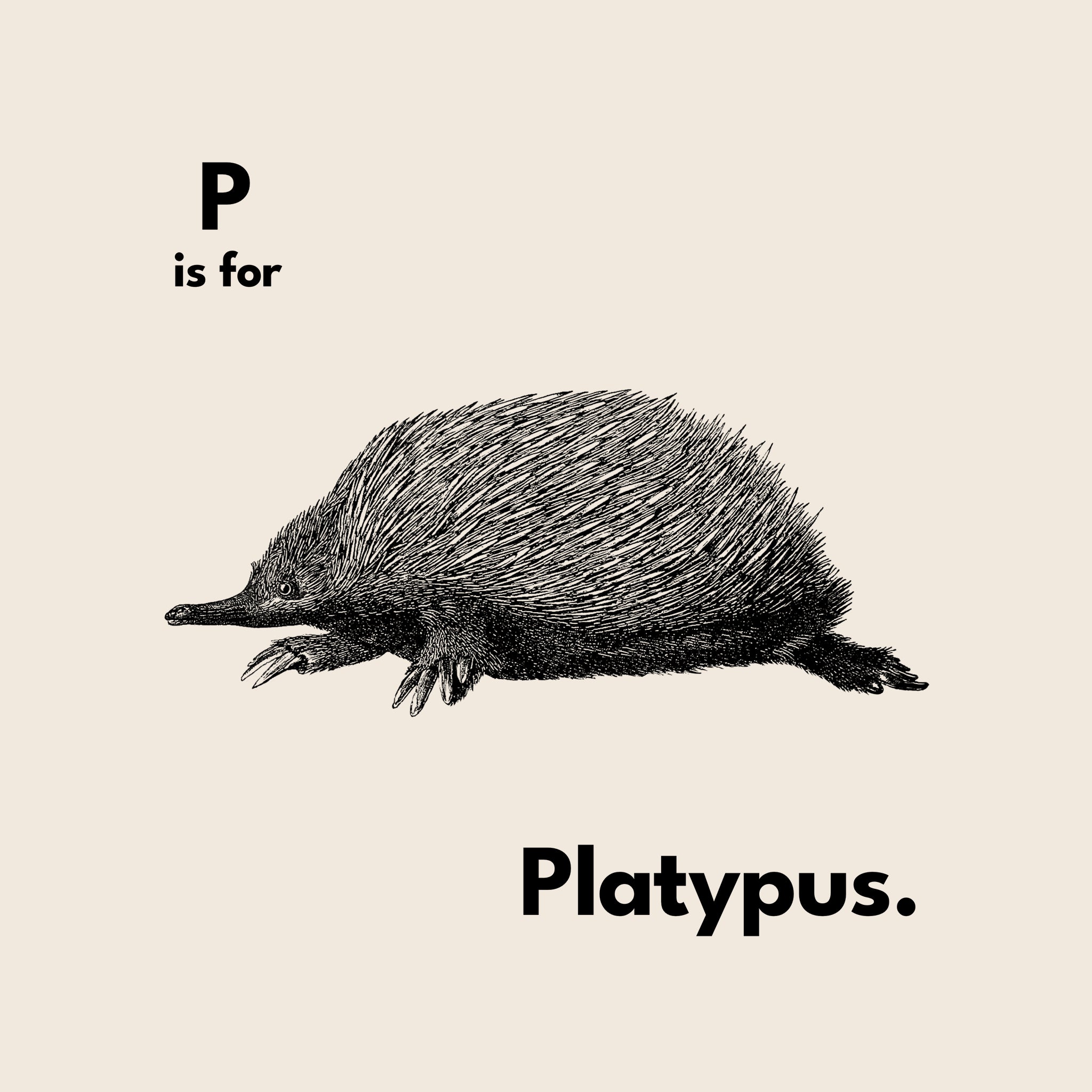 P Is For Platypus Oversized Tee
