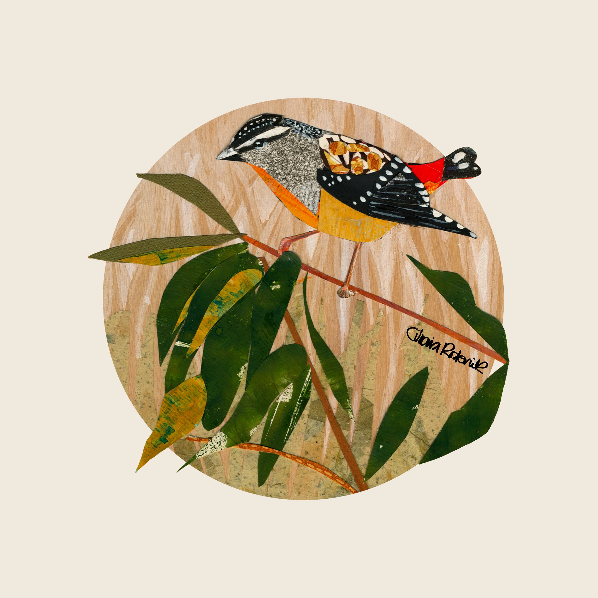 Paper Pardalote Tee