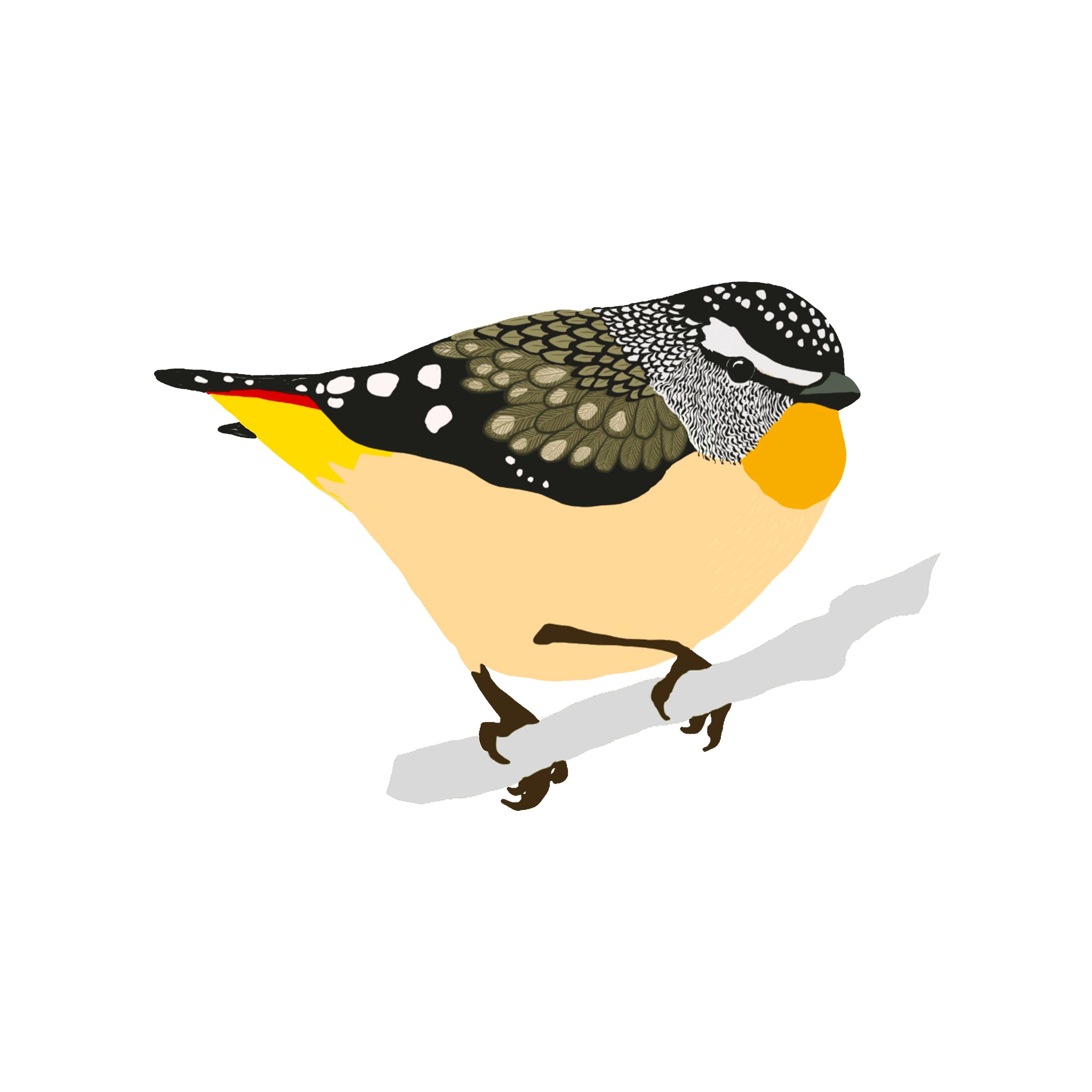 Pocket Pardalote Tee