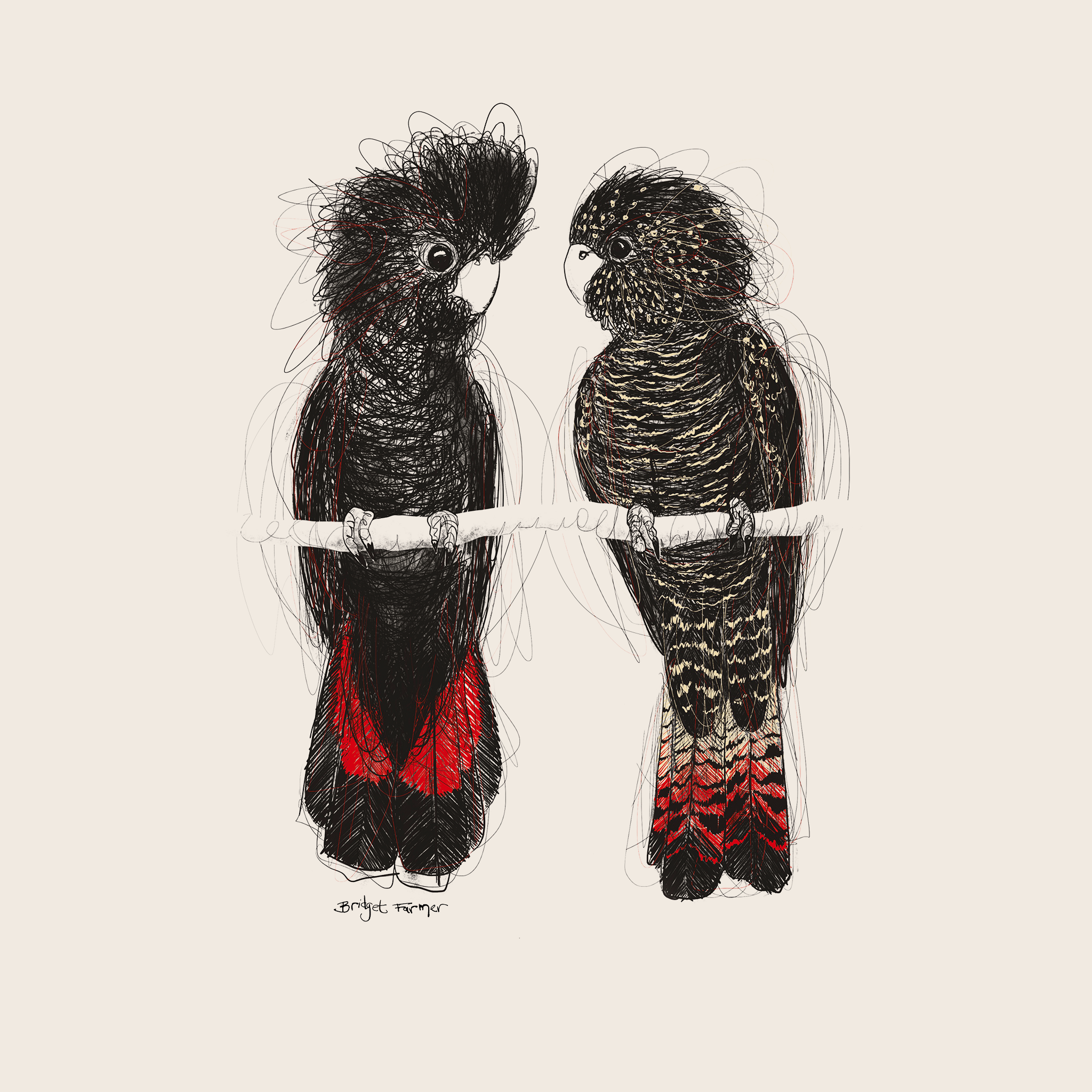 Red Tailed Black Cockatoos Tote