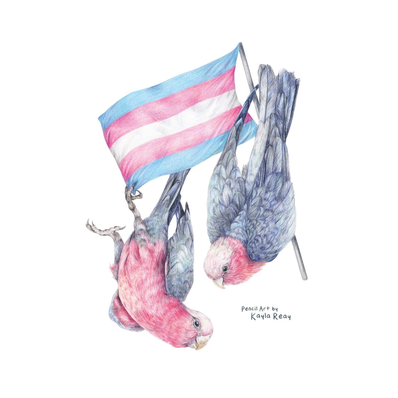 Trans Flag & Galahs Tee