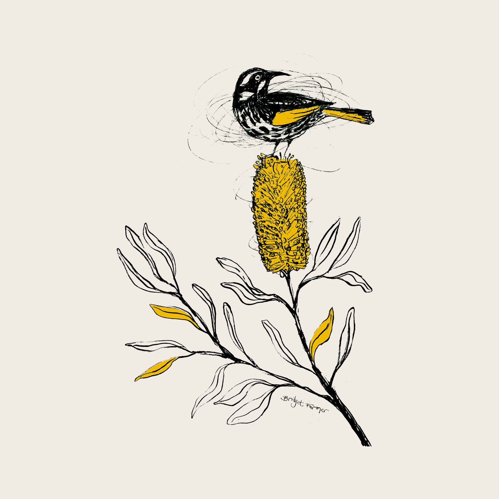 New Holland Honeyeater Hoodie