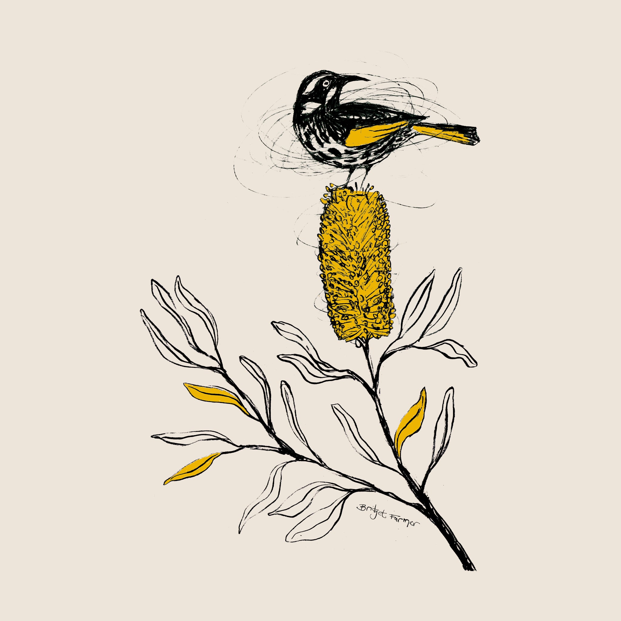 New Holland Honeyeater Tee