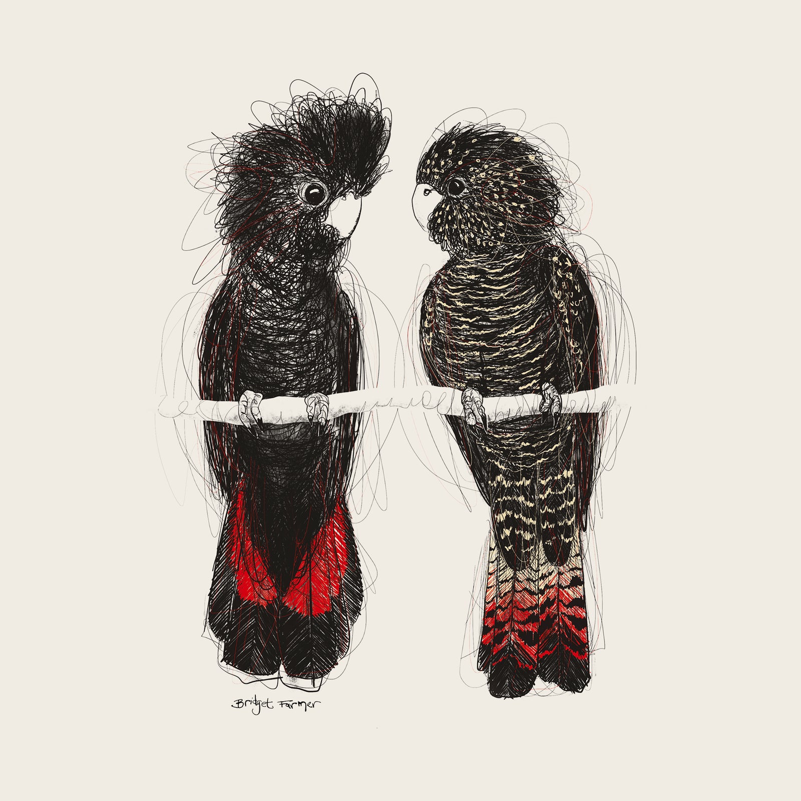 Red Tailed Black Cockatoos Hoodie
