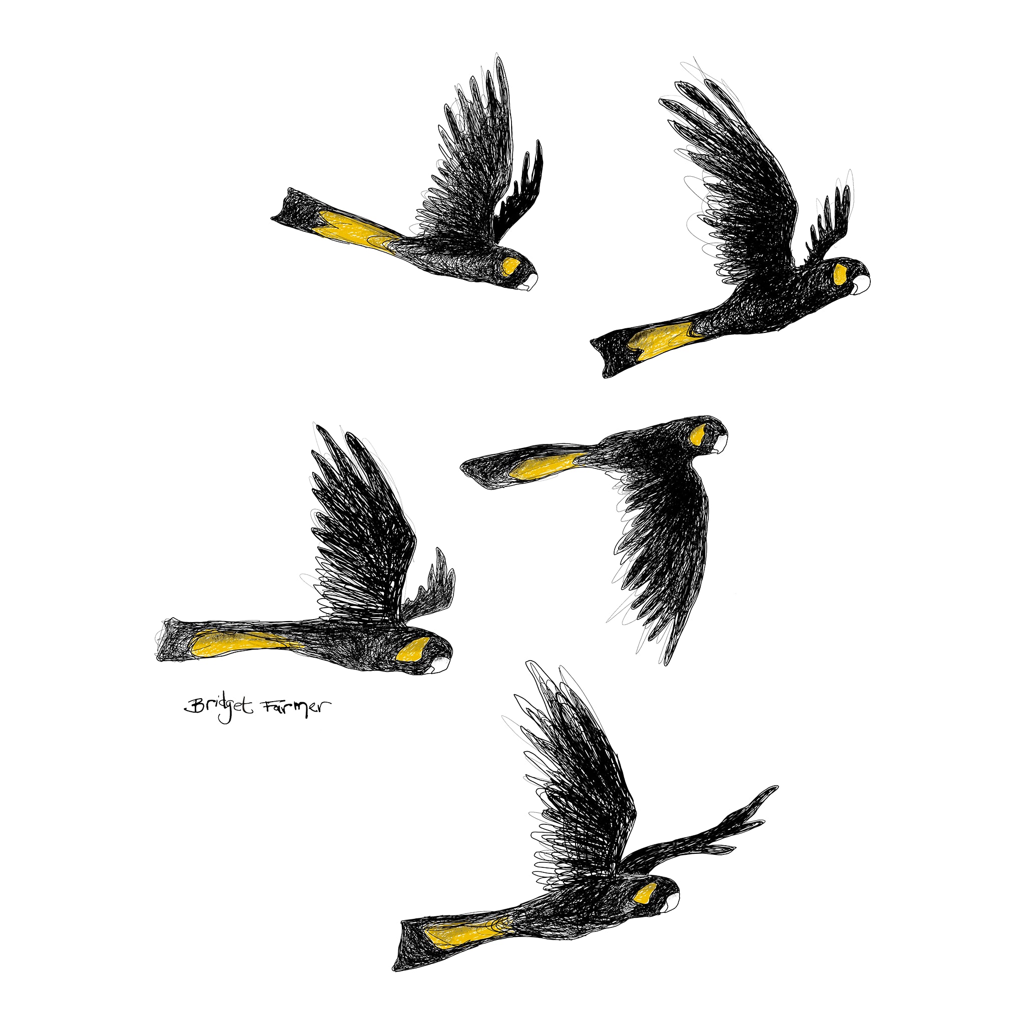 Yellow Tailed Black Cockatoos Kids Tee