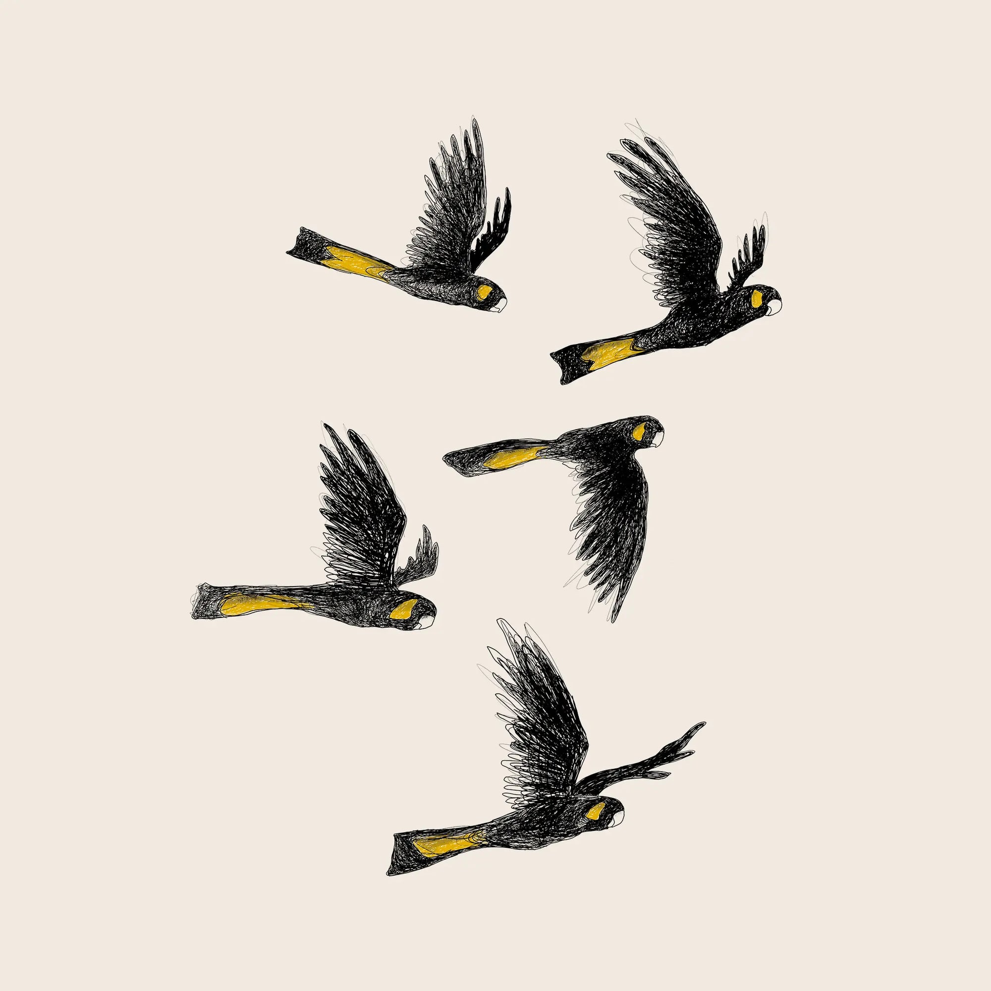 yellow tailed black cockatoo t shirt australia
