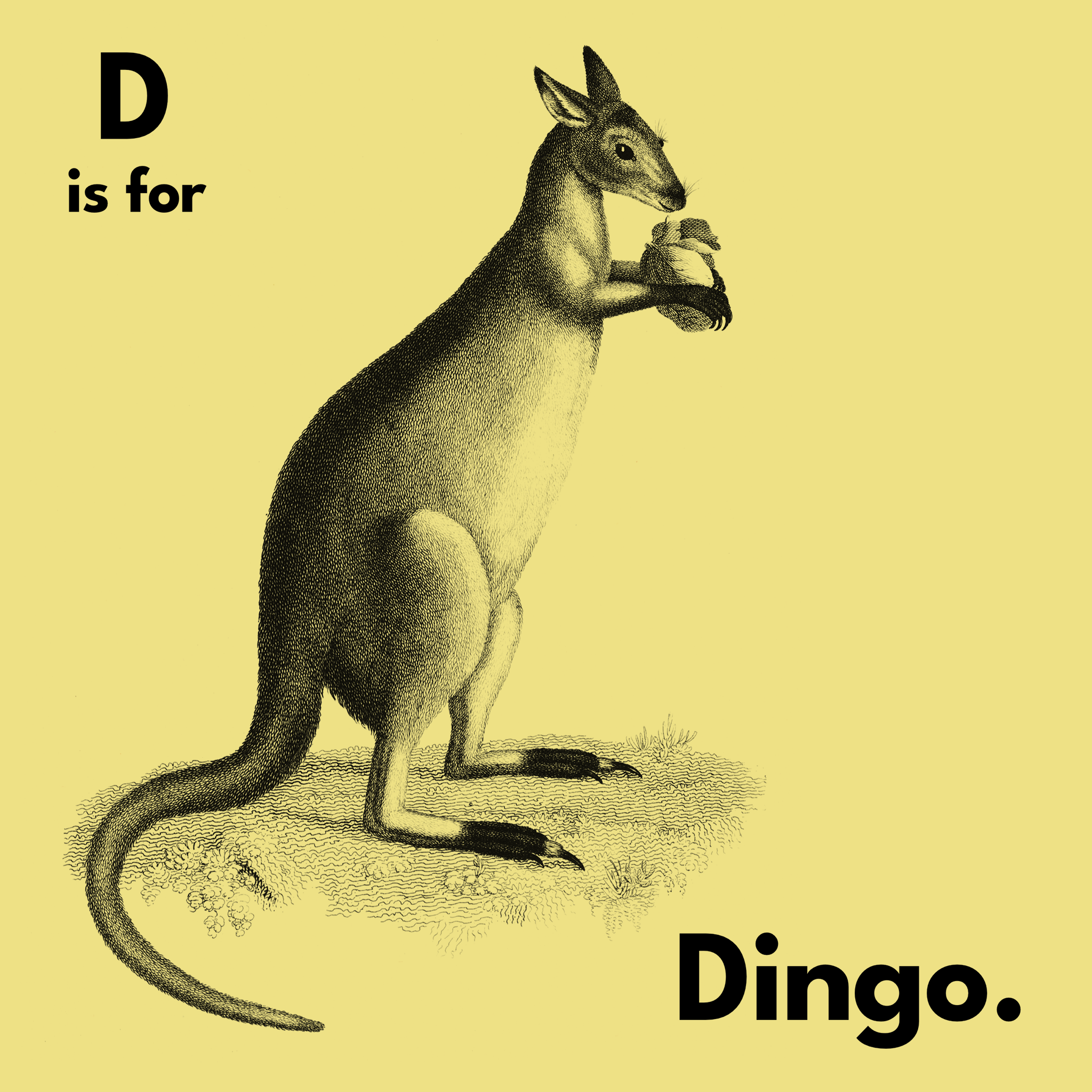 D Is For Dingo Tee