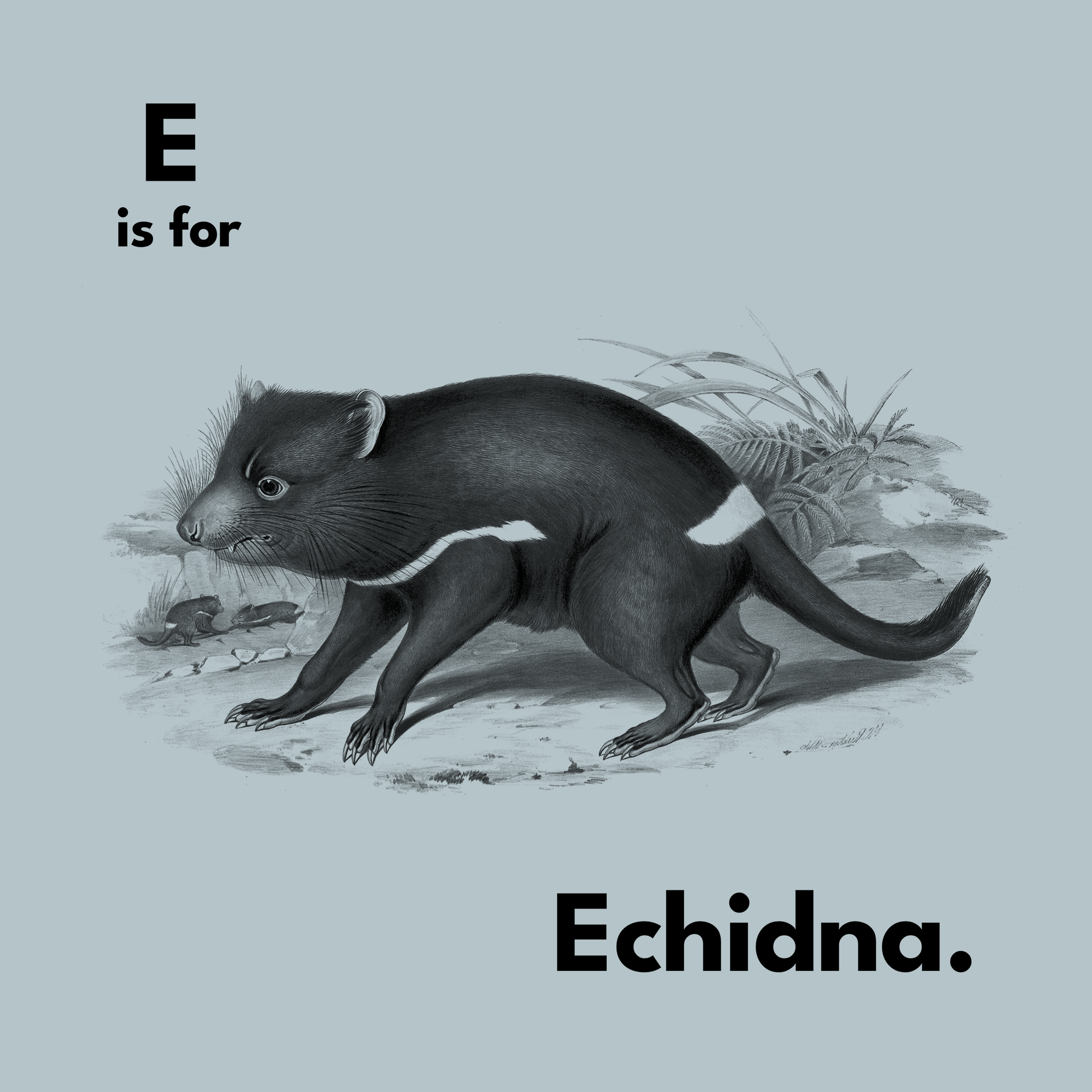 E Is For Echidna Tee