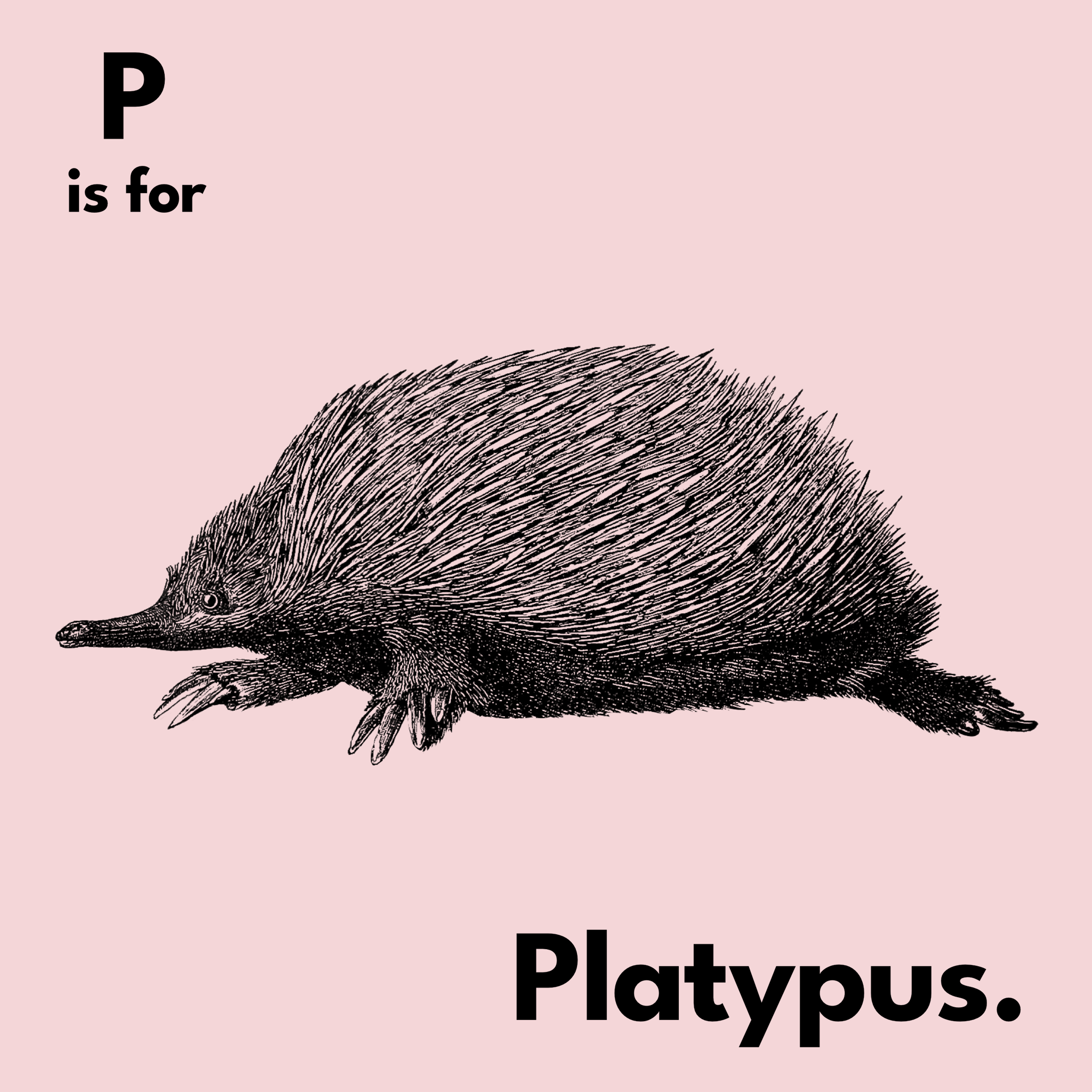 P Is For Platypus Tee