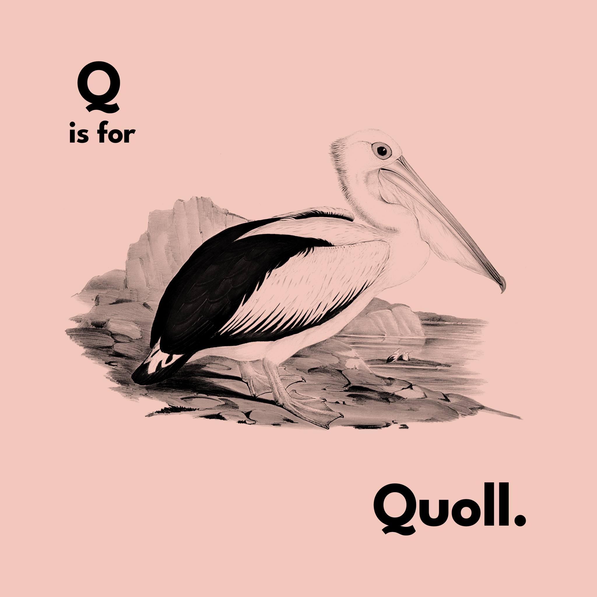 Q Is For Quoll Tee